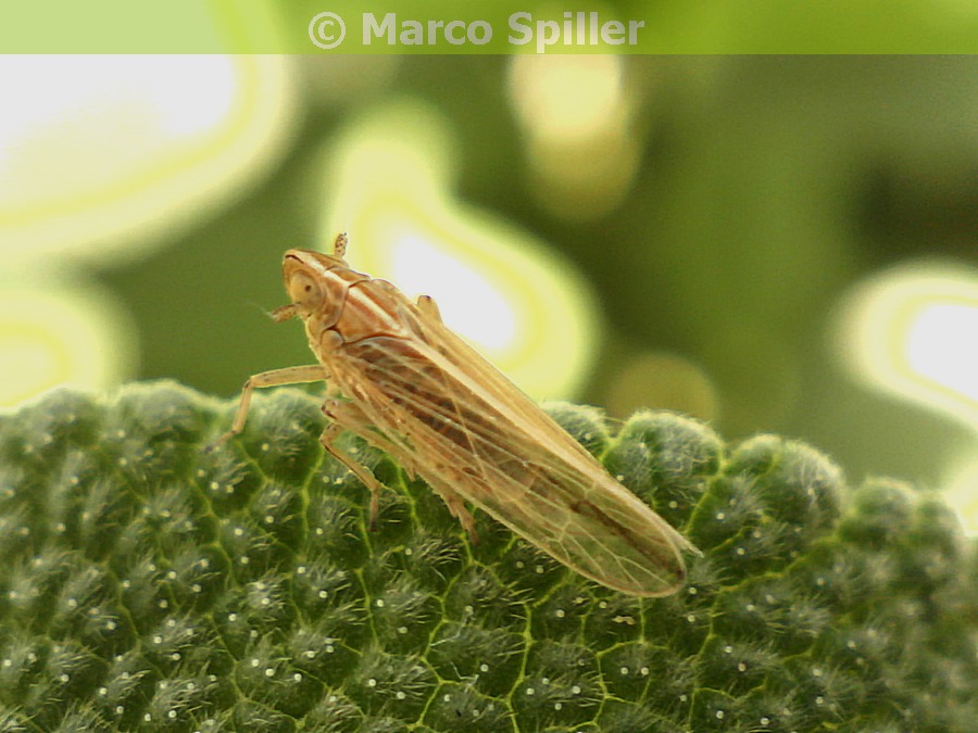 Cicadellidae: Stenocranus sp.